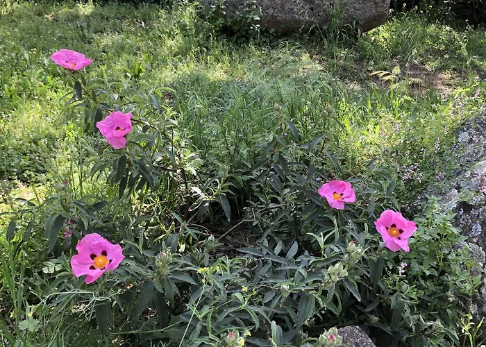 La Cerca Del Alcornoque